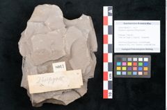 Foto (Objekt + Etikett) von Diospyros sagoriana Ettingshausen (NHMW-GEO-2024-0188-8017)